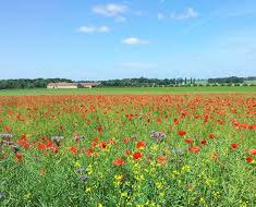 terrain agricole sur louizia mohmadia