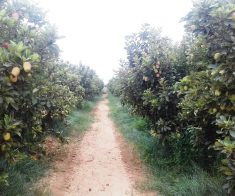 Excellente ferme 16 hectares à Marrakech