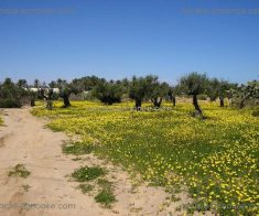 Un beau terrain a djerba midoune